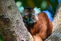 Black lemur Ã¢â¬â female , portrait Eulemur macaco, Madagascar nature. Royalty Free Stock Photo